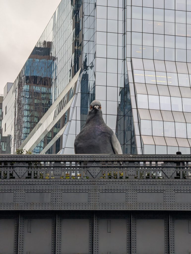 Pigeon